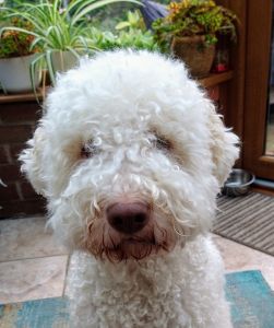 BEST HEAD - (Bitch) Aged 2.5 years