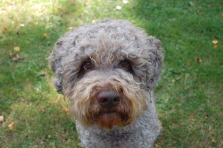 BEST HEAD - (Dog) Aged 3 years