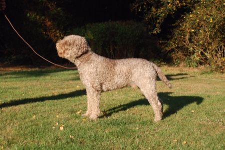 OPEN DOG - Aged 3 years