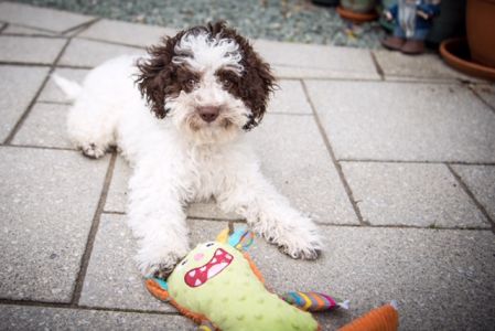 CUTEST PUPPY - (Bitch) Aged 16 weeks