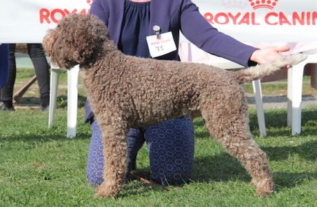 JUNIOR DOG - Aged 15 months
