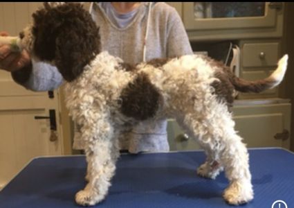 BABY PUPPY BITCH - Aged 3 months