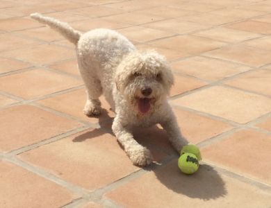 HAPPIEST FACE<BR>JUDGE'S COMMENTS: "Lovely colour and smile in this photo!"