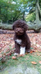 CUTEST PUPPY - (Bitch) Aged 16 weeks