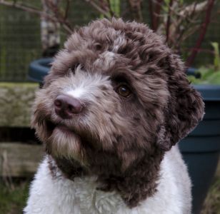 BEST HEAD - (Bitch) Aged 3 years