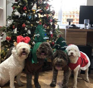 FANCY DRESS<BR>JUDGE'S COMMENTS: "Fabulously festive four"