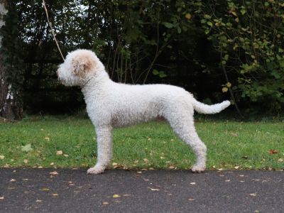 OPEN DOG - Aged 5 years
