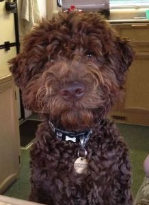 HANDSOMEST DOG<br>JUDGE'S COMMENTS: "Seeming to say 'How handsome am I'"