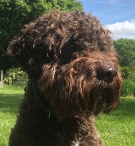 BEST HEAD - (Dog) Aged 2 years