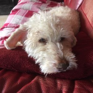 GOLDEN OLDIE - Aged 15.5 years<BR>JUDGE'S COMMENTS: "Certainly a Golden Oldie who knows how to relax at 15 and a half!"