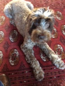 GOLDEN OLDIE - Aged 9 years