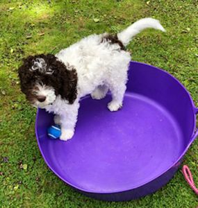 CUTEST PUPPY - (Bitch) Aged 12 weeks