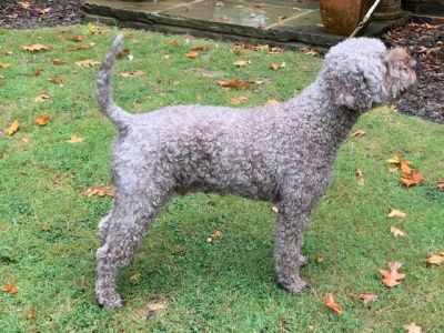 OPEN DOG - Aged 5 years