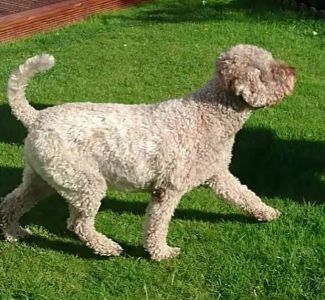 BEST MOVEMENT - (Dog) Aged 3.5 years