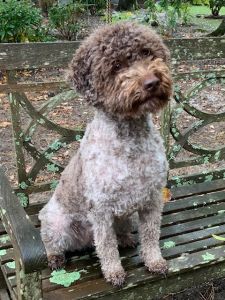 PRETTIEST BITCH<BR>JUDGE'S COMMENTS: "Seeming to say 'How pretty am I'"