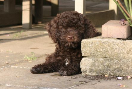 CUTEST PUPPY - (Bitch) Aged 12 weeks
