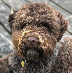 BEST HEAD - (Dog) Aged 17 months
