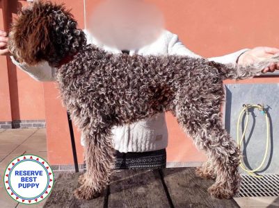 BABY PUPPY DOG - Aged 4.5 months