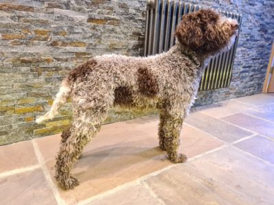 PUPPY DOG - Aged 7 months