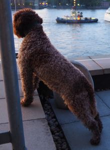 BEST COAT - (Bitch) Aged 18 months