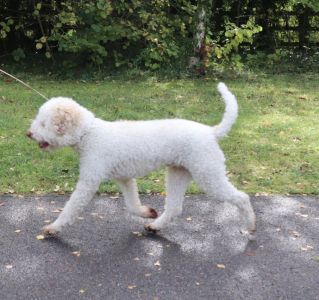 BEST MOVEMENT - (Dog) Aged 5 years