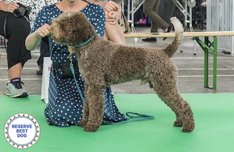 RESERVE BEST DOG: Savvy