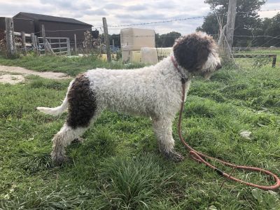 PUPPY BITCH - Aged 6 months