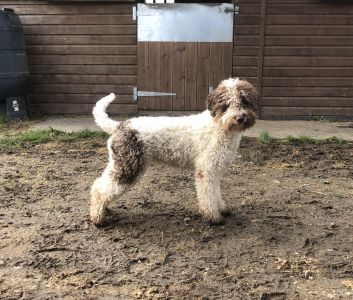 OPEN BITCH - Aged 19 months