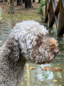 BEST HEAD - (Dog) Aged 5 years