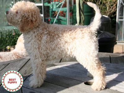 BABY PUPPY BITCH - Aged 13 weeks