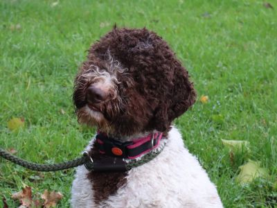 BEST HEAD - (Bitch) Aged 16 months