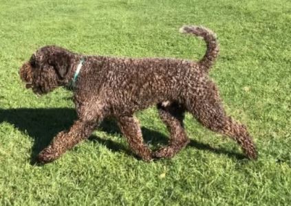 BEST MOVEMENT - (Dog) Aged 17 months