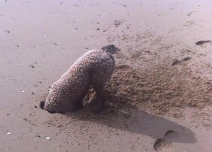 DIGGING FOR GOLD<BR>JUDGE'S COMMENTS: "Must have reached the gold - a good hole!"