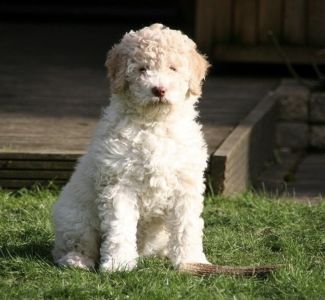 CUTEST PUPPY - (Bitch) Aged 16 weeks