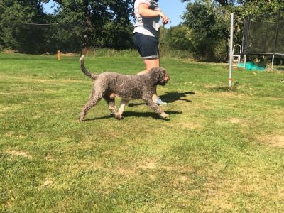 BEST MOVEMENT - (Dog) Aged 3 years