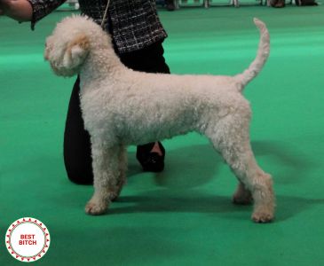 RESERVE BEST IN SHOW