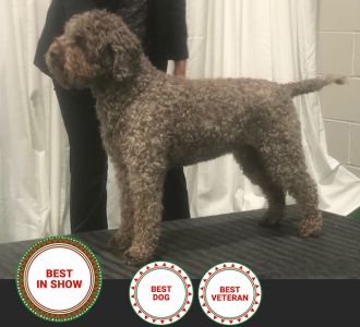 VETERAN DOG - Aged 8.5 years