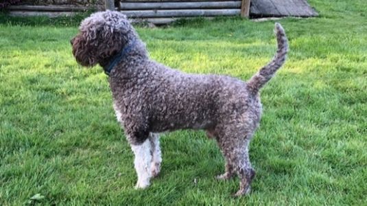 NOVICE DOG - Aged 2 years