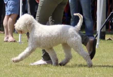 BEST MOVEMENT - (Bitch) Aged 3 years