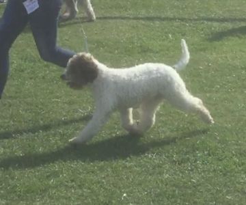 BEST MOVEMENT - (Bitch) Aged 19 months