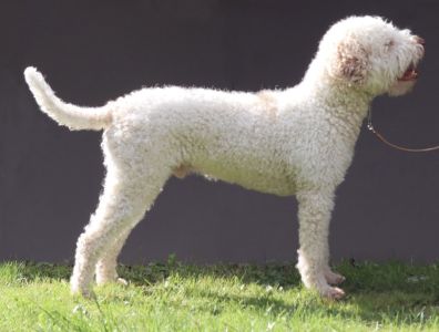 BEST COAT - (Dog) Aged 5 years