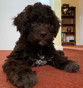 CUTEST PUPPY - (Bitch) Aged 10 weeks<br>JUDGE'S COMMENTS: "Lovely well composed photo of cute bright eyed puppy"