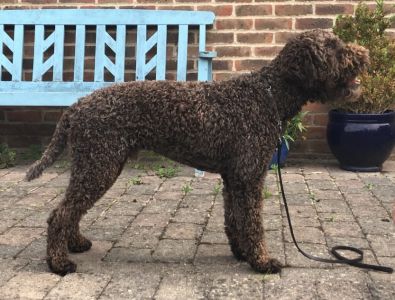 JUNIOR DOG - Aged 17 months