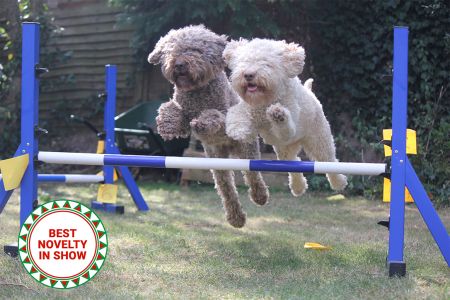 ACTION SHOT<br>JUDGE'S COMMENTS: "Synchronised jumping makes this an eye catching photo"