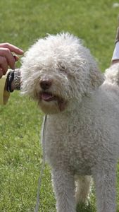 BEST HEAD - (Bitch) Aged 6 years