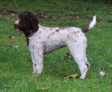 JUNIOR BITCH - Aged 16 months