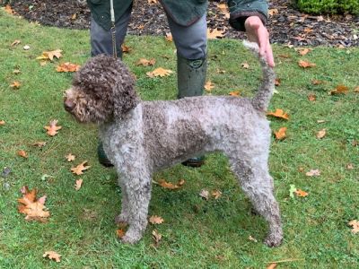 OPEN BITCH - Aged 3 years