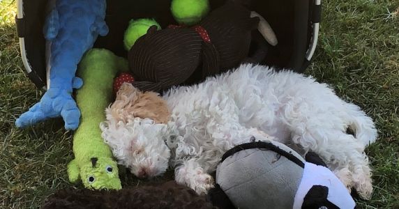 SHHH I'M SLEEPING<BR>JUDGE'S COMMENTS: "Fallen asleep mid playtime!"