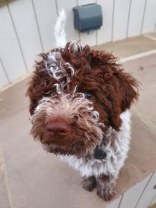 CUTEST PUPPY - (Dog) Aged 2 months