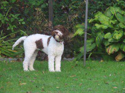 PUPPY BITCH - Aged 5 months